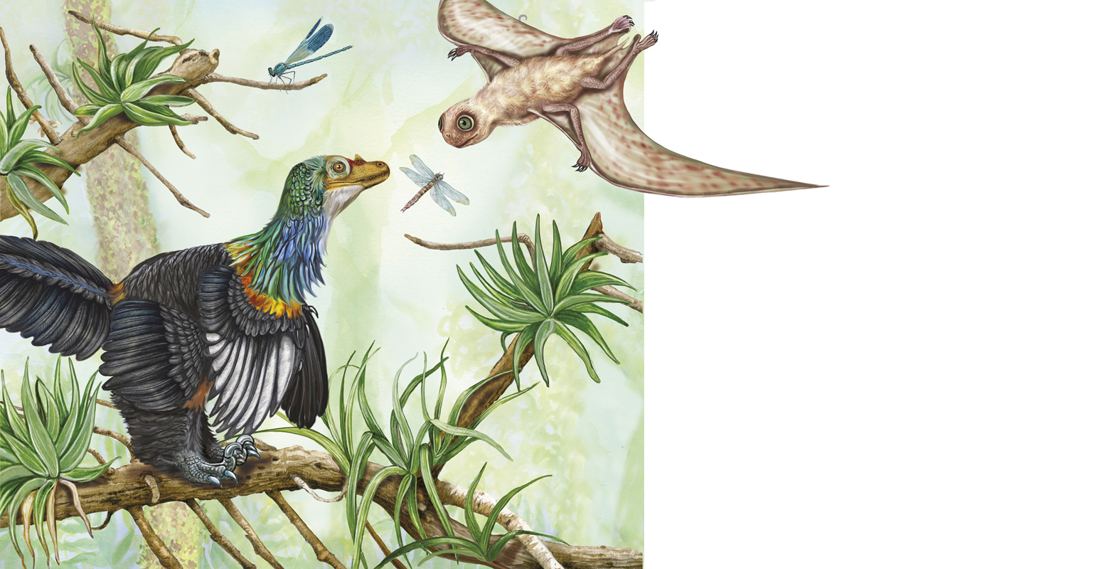 jeholopterus